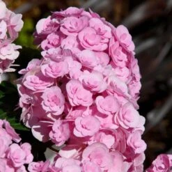 Love Hydrangea -Fast Growing Trees Shop Love Hydrangea 2 FGT