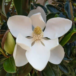 Little Gem Magnolia Tree -Fast Growing Trees Shop Lttle Gem Magnolia 2 FGT