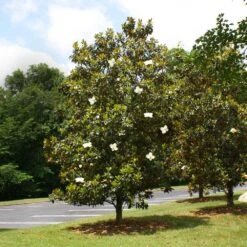 Little Gem Magnolia Tree -Fast Growing Trees Shop Lttle Gem Magnolia 4