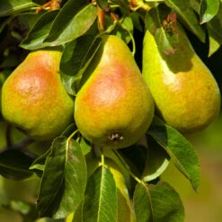 Luscious Pear Tree -Fast Growing Trees Shop Luscious Pear 4 FGT