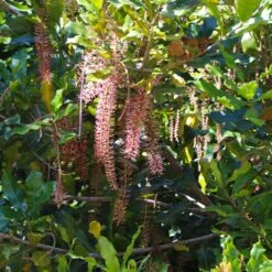Macadamia Nut Tree 10 Macadamia Nut Tree -Fast Growing Trees Shop Macadamia Nut Tree 2