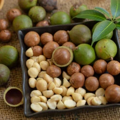Macadamia Nut Tree 8 Macadamia Nut Tree -Fast Growing Trees Shop Macadamia Nut Tree 6 FGT