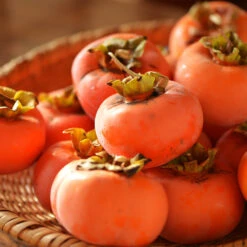 Weeping Persimmon -Fast Growing Trees Shop Magic Fountain Weeping Persimmon 2