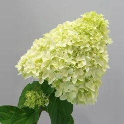 Magical® Candle Hydrangea Shrub 7 Magical® Candle Hydrangea Shrub -Fast Growing Trees Shop Magical Candle 2
