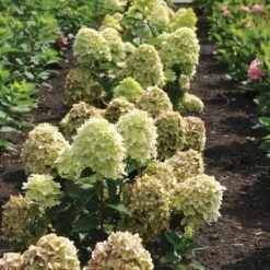 Magical® Candle Hydrangea Shrub 6 Magical® Candle Hydrangea Shrub -Fast Growing Trees Shop Magical Candle 3