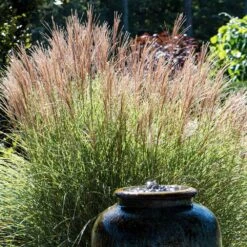Morning Light Miscanthus -Fast Growing Trees Shop Maiden Grass Morning light 2 FGT