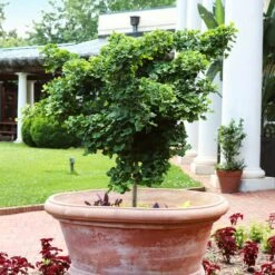 Ginkgo Biloba 'Mariken' Tree -Fast Growing Trees Shop Mairken Ginkgo 1 FGT