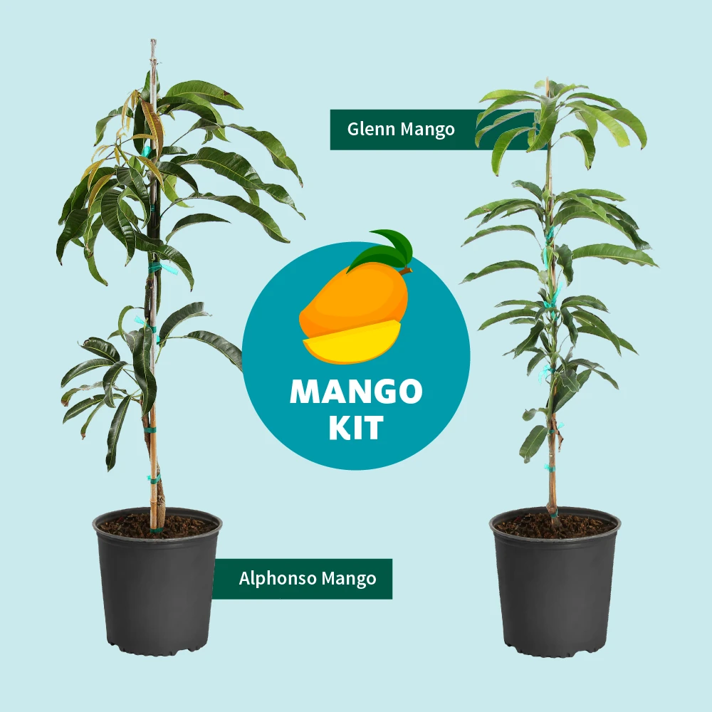 Alphonso Mango 7 Alphonso Mango - Image 7