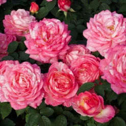 Marc Chagall™ Rose Tree 5 Marc Chagall™ Rose Tree -Fast Growing Trees Shop Marc Chagall Standard 3