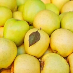 Mutsu (Crispin) Apple Tree -Fast Growing Trees Shop Matsu Crispin Apple 2 911ff493 b5f3 4735 b48a e3117551cc55