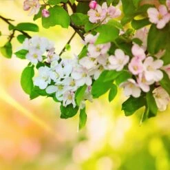 Mutsu (Crispin) Apple Tree -Fast Growing Trees Shop Matsu Crispin Apple 5 dca4ed85 2ad7 4328 a42e 52262a2a9672