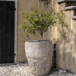 Maurino Olive Tree 7 Maurino Olive Tree -Fast Growing Trees Shop Maurino Olive FGT 2