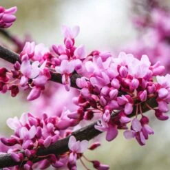 Merlot Redbud Tree -Fast Growing Trees Shop Merlot Redbud 2