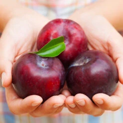 Methley Plum Tree -Fast Growing Trees Shop Methley Plum 4 4ec34c93 142f 4450 8af1 feb06f93c049