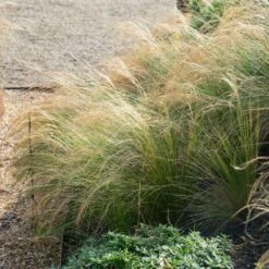 Mexican Feather Grass -Fast Growing Trees Shop Mexican Feather Grass 2 FGT