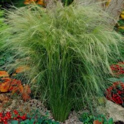 Mexican Feather Grass -Fast Growing Trees Shop Mexican Feather Grass 5