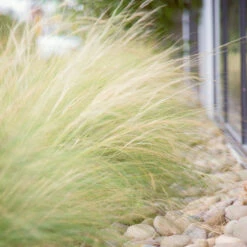 Mexican Feather Grass -Fast Growing Trees Shop Mexican Feather Grass 6
