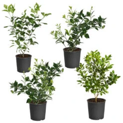 Citrus Bush Variety Kit