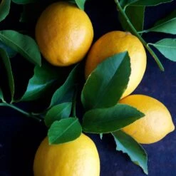 Meyer Lemon Tree - USDA Organic -Fast Growing Trees Shop Meyer Lemon Tree 4 FGT 86c355b1 1806 432f bbab b2cdc2387094