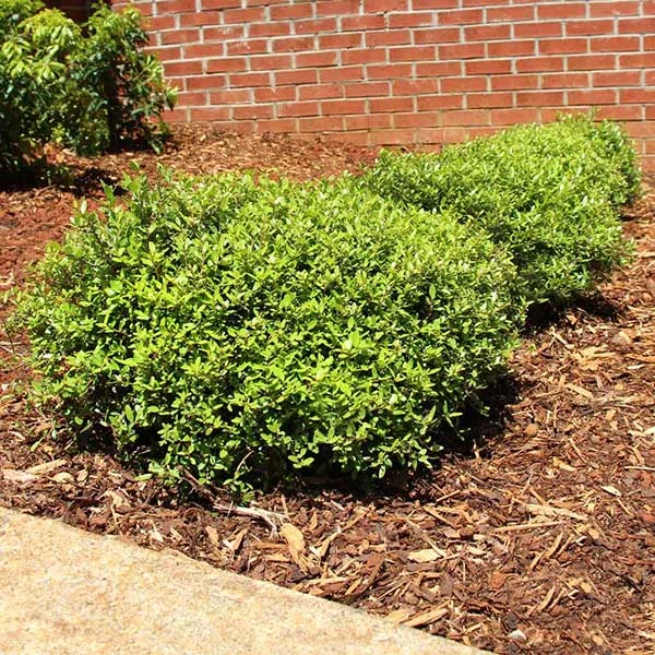Micron® Holly Shrub 1 Micron® Holly Shrub