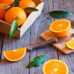 Midknight Valencia Orange -Fast Growing Trees Shop MidKnight Orange 3 FGT