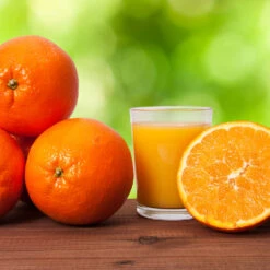 Midknight Valencia Orange -Fast Growing Trees Shop MidKnight Valencia Orange 3