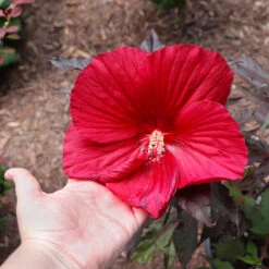 Midnight Marvel Hardy Hibiscus -Fast Growing Trees Shop Midnight Marvel Hibiscus 2