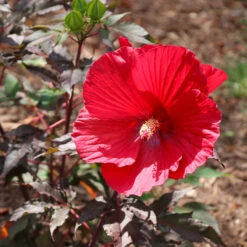 Midnight Marvel Hardy Hibiscus -Fast Growing Trees Shop Midnight Marvel Hibiscus 6