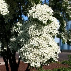 Milky Way Chinese Dogwood Tree -Fast Growing Trees Shop Milky Way Select 3