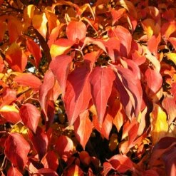 Milky Way Chinese Dogwood Tree -Fast Growing Trees Shop Milky Way Select 4