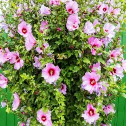 Minerva Rose Of Sharon Althea Shrub 7 Minerva Rose Of Sharon Althea Shrub -Fast Growing Trees Shop Minerva Rose of Sharon 3