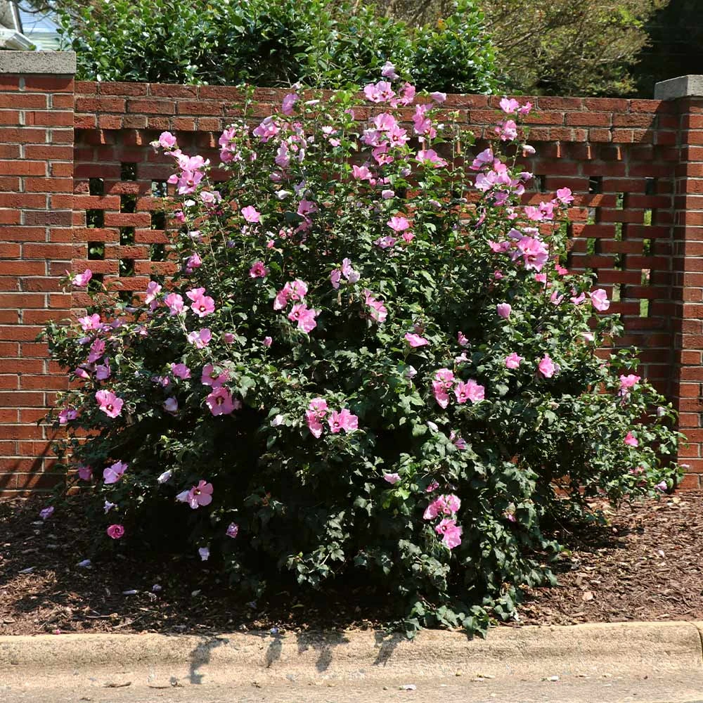 Minerva Rose Of Sharon Althea Shrub 2 Minerva Rose Of Sharon Althea Shrub - Image 2