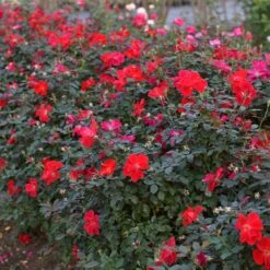 Miracle On The Hudson™ Rose 9 Miracle On The Hudson™ Rose -Fast Growing Trees Shop Miracle on the Hudson 4 FGT