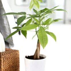 Money Tree In White Pot 6 Money Tree In White Pot -Fast Growing Trees Shop Money Tree Green Circle LIV Pottery Pot 2