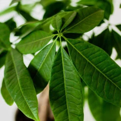 Money Tree In White Pot 7 Money Tree In White Pot -Fast Growing Trees Shop Money Tree Green Circle LIV Pottery Pot 3