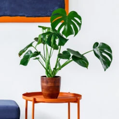 Monstera Deliciosa And Fiddle Leaf Fig Combo -Fast Growing Trees Shop Monstera delisiosa 1 BB
