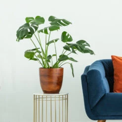 Boho House Plant Kit 13 Boho House Plant Kit -Fast Growing Trees Shop Monstera delisiosa 3 FGT 704a637b b40b 4518 a8eb f83a103d90ba