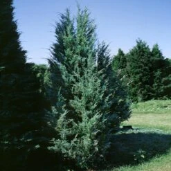 Moonglow Juniper -Fast Growing Trees Shop Moonglow Juniper 1 BB