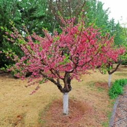 Multi-Peach Tree -Fast Growing Trees Shop Multi fruit peach 2