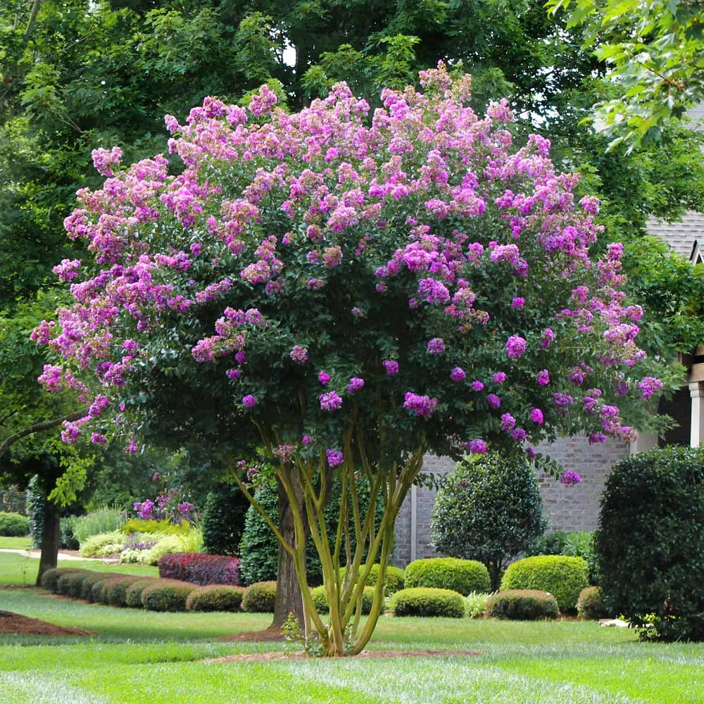 Muskogee Crape Myrtle Tree 2 Muskogee Crape Myrtle Tree - Image 2
