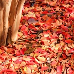 Muskogee Crape Myrtle Tree 13 Muskogee Crape Myrtle Tree -Fast Growing Trees Shop Muskogee Crape Myrtle 6