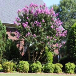 Muskogee Crape Myrtle Tree 10 Muskogee Crape Myrtle Tree -Fast Growing Trees Shop Muskogee Crape Myrtle 7 FGT