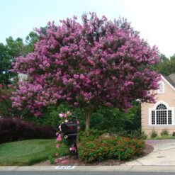 Muskogee Crape Myrtle Tree 11 Muskogee Crape Myrtle Tree -Fast Growing Trees Shop Muskogee Crape Myrtle single trunk