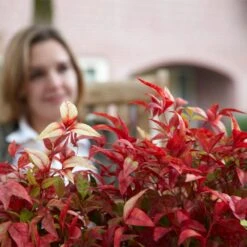 Fire Power Nandina Shrub -Fast Growing Trees Shop Nandina Firepower 1