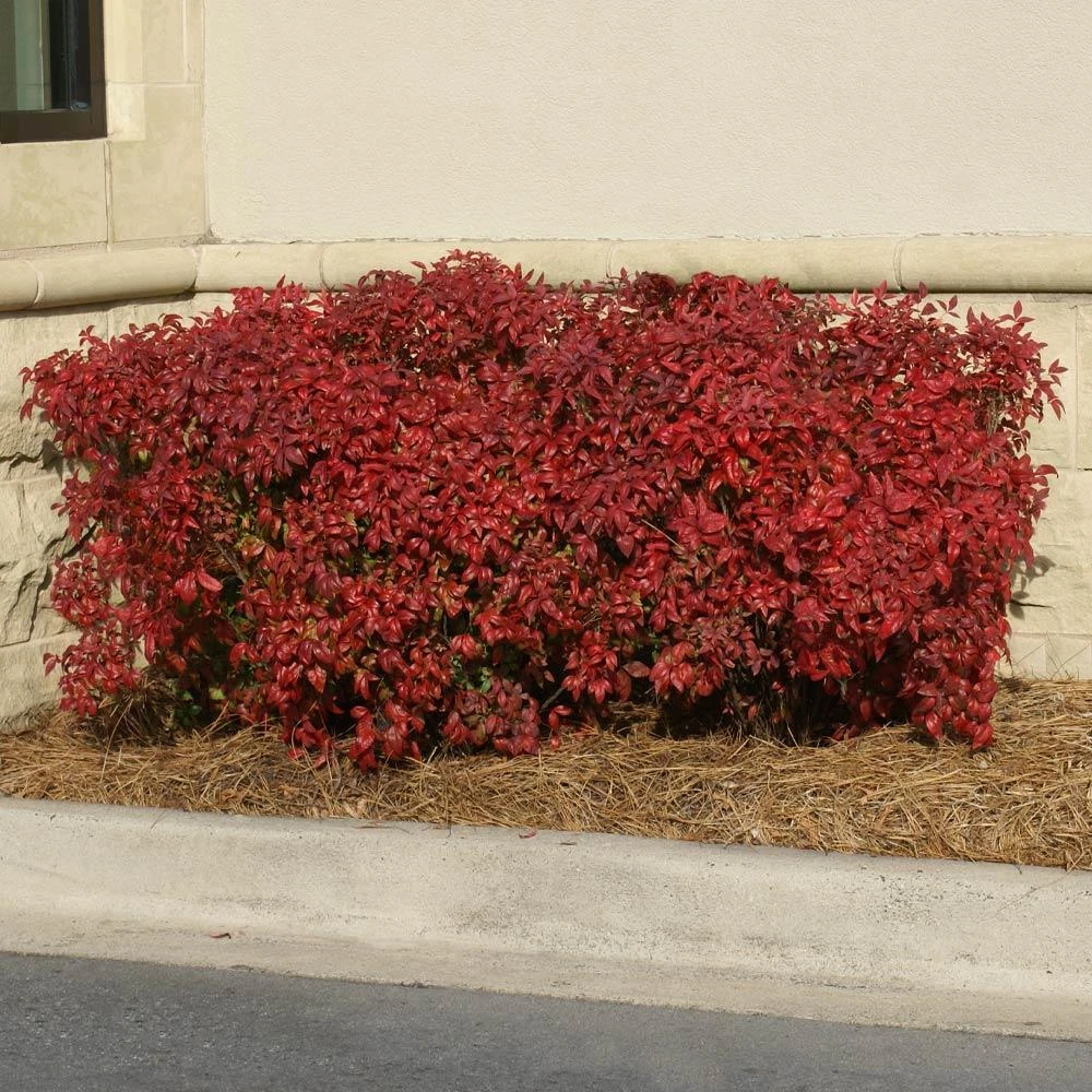 Obsession™ Nandina Shrub 4 Obsession™ Nandina Shrub - Image 4