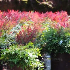 Obsession™ Nandina Shrub 15 Obsession™ Nandina Shrub -Fast Growing Trees Shop Nandina Obsession 7 FGT