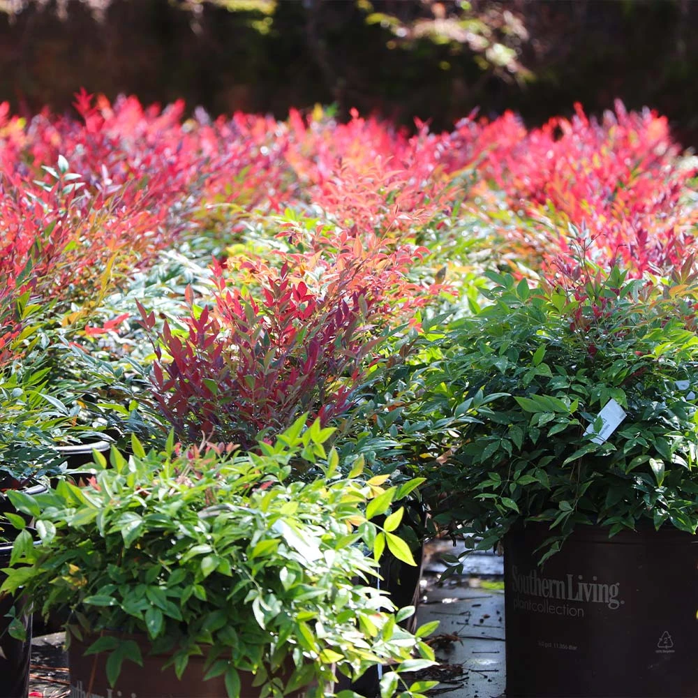 Obsession™ Nandina Shrub 8 Obsession™ Nandina Shrub - Image 8