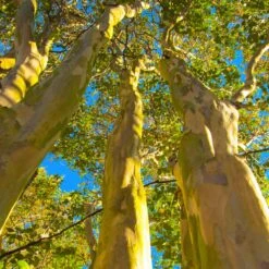 Natchez Crape Myrtle Tree -Fast Growing Trees Shop Natchez Crape Myrtle