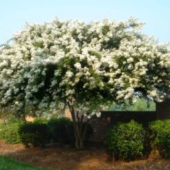 Natchez Crape Myrtle Tree -Fast Growing Trees Shop Natchez Crape Myrtle 1 FGT
