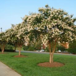 Natchez Crape Myrtle Tree -Fast Growing Trees Shop Natchez Crape Myrtle 8 FGT